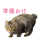頑張る地域ネコ（個別スタンプ：4）