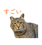 頑張る地域ネコ（個別スタンプ：5）