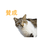 頑張る地域ネコ（個別スタンプ：6）