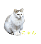 頑張る地域ネコ（個別スタンプ：8）