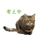 頑張る地域ネコ（個別スタンプ：9）