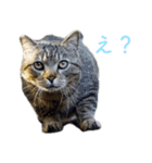 頑張る地域ネコ（個別スタンプ：11）