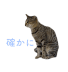 頑張る地域ネコ（個別スタンプ：12）