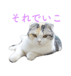 頑張る地域ネコ（個別スタンプ：13）