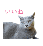 頑張る地域ネコ（個別スタンプ：14）