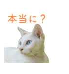 頑張る地域ネコ（個別スタンプ：15）