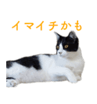頑張る地域ネコ（個別スタンプ：16）