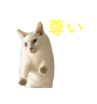 頑張る地域ネコ（個別スタンプ：17）