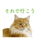 頑張る地域ネコ（個別スタンプ：19）