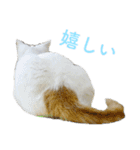 頑張る地域ネコ（個別スタンプ：21）