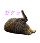 頑張る地域ネコ（個別スタンプ：23）