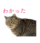 頑張る地域ネコ（個別スタンプ：24）