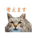 頑張る地域ネコ（個別スタンプ：25）