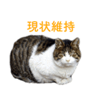 頑張る地域ネコ（個別スタンプ：26）
