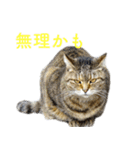 頑張る地域ネコ（個別スタンプ：27）
