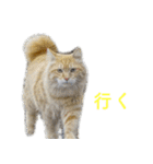 頑張る地域ネコ（個別スタンプ：28）