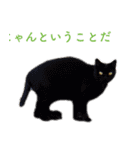 頑張る地域ネコ（個別スタンプ：29）