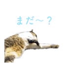 頑張る地域ネコ（個別スタンプ：31）