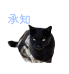 頑張る地域ネコ（個別スタンプ：32）