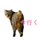 頑張る地域ネコ（個別スタンプ：34）