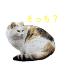 頑張る地域ネコ（個別スタンプ：38）