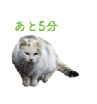頑張る地域ネコ（個別スタンプ：39）