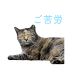 頑張る地域ネコ（個別スタンプ：40）