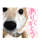 柴犬はるなちゃん かわいいぬスタンプ（個別スタンプ：1）