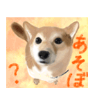 柴犬はるなちゃん かわいいぬスタンプ（個別スタンプ：2）