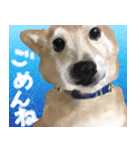 柴犬はるなちゃん かわいいぬスタンプ（個別スタンプ：3）