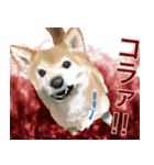 柴犬はるなちゃん かわいいぬスタンプ（個別スタンプ：4）