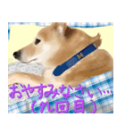 柴犬はるなちゃん かわいいぬスタンプ（個別スタンプ：5）