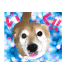 柴犬はるなちゃん かわいいぬスタンプ（個別スタンプ：8）