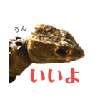 アカメカブトトカゲのあかまる（個別スタンプ：1）