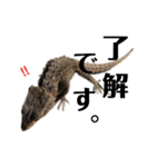 アカメカブトトカゲのあかまる（個別スタンプ：2）