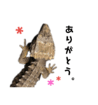 アカメカブトトカゲのあかまる（個別スタンプ：4）