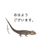アカメカブトトカゲのあかまる（個別スタンプ：5）