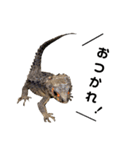 アカメカブトトカゲのあかまる（個別スタンプ：6）