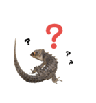 アカメカブトトカゲのあかまる（個別スタンプ：10）
