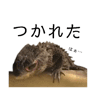 アカメカブトトカゲのあかまる（個別スタンプ：12）