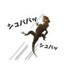 アカメカブトトカゲのあかまる（個別スタンプ：16）