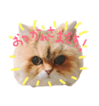 猫のオリーヴちゃん（個別スタンプ：1）