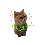 猫のオリーヴちゃん（個別スタンプ：3）