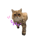 猫のオリーヴちゃん（個別スタンプ：4）