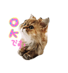 猫のオリーヴちゃん（個別スタンプ：5）