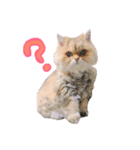 猫のオリーヴちゃん（個別スタンプ：6）