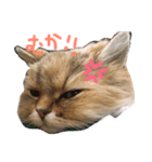 猫のオリーヴちゃん（個別スタンプ：7）