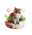 猫のオリーヴちゃん（個別スタンプ：8）