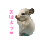 チンチラ「☆スカイラーのお部屋☆」vol.1（個別スタンプ：3）