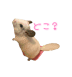 チンチラ「☆スカイラーのお部屋☆」vol.1（個別スタンプ：8）